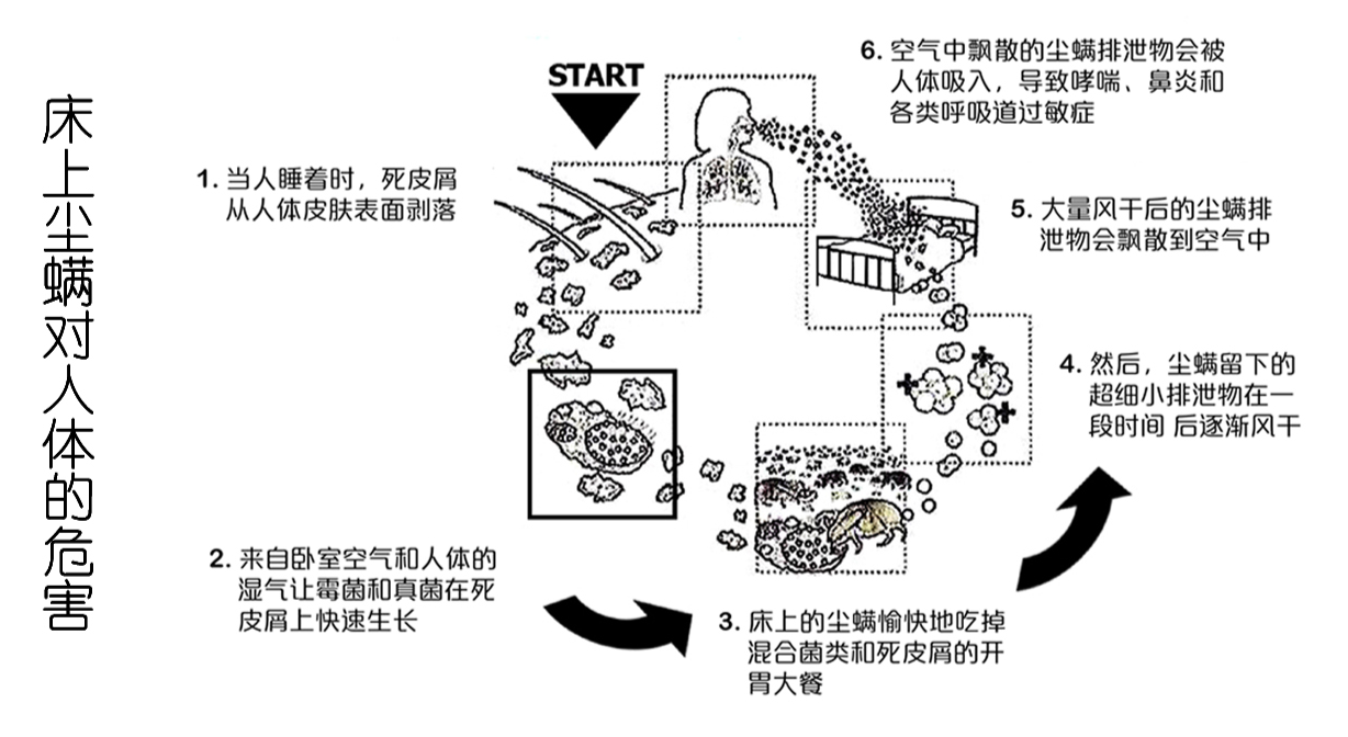 螨蟲導(dǎo)致人體過(guò)敏的過(guò)程圖